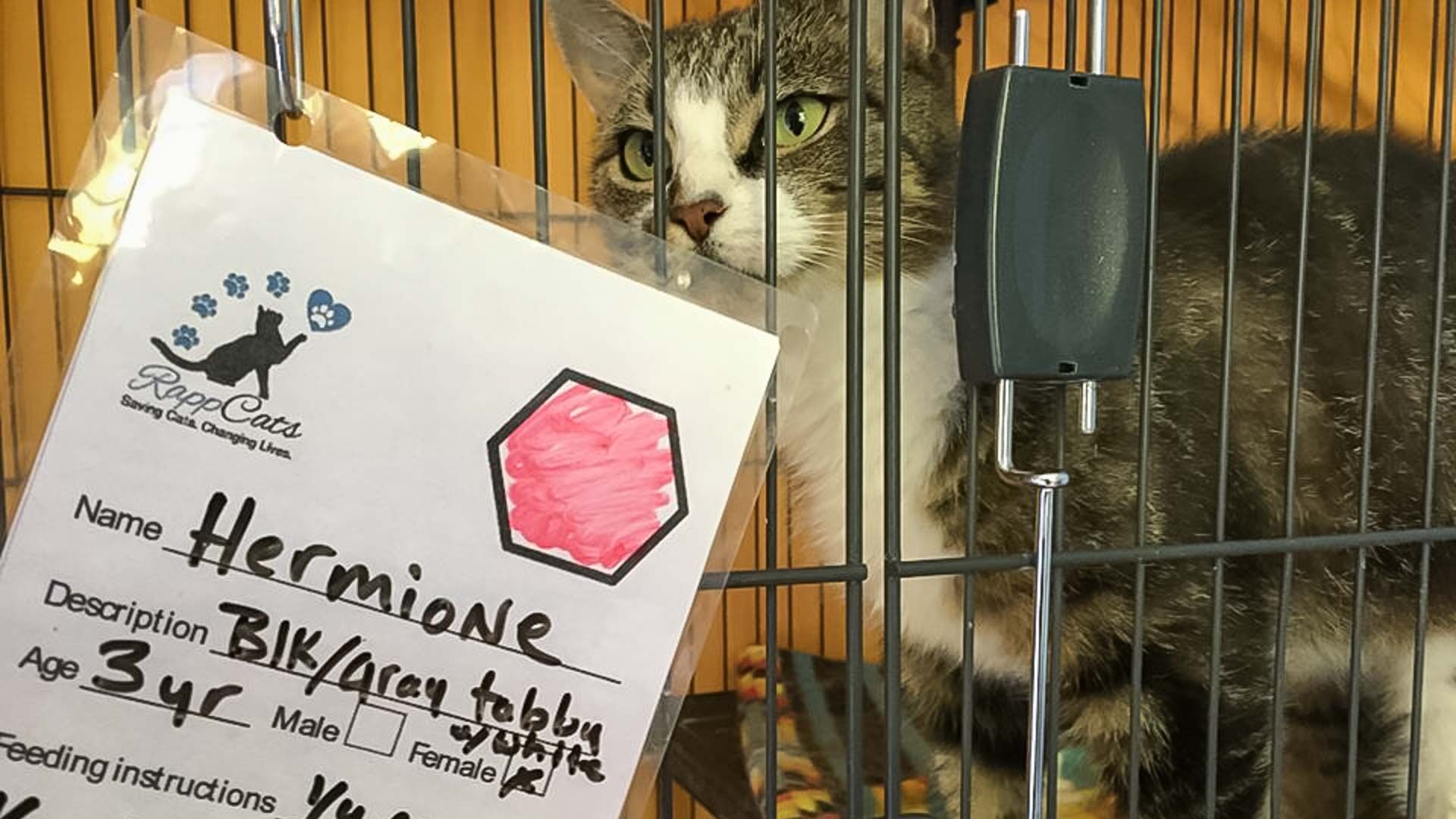 cats2-2-story.jpg